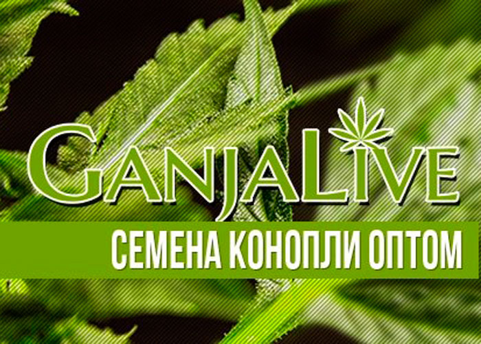 Семена конопли оптом - GanjaLaveGroup