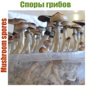 Отпечатки грибов