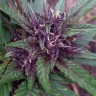 семена марихуаны Blueberry feminised Ganja Seeds
