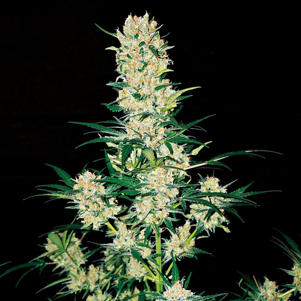 Семена марихуаны  Auto AK 49 regular Ganja Seeds