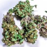 Семена марихуаны  White Blueberry Pie feminised Ganja Seeds