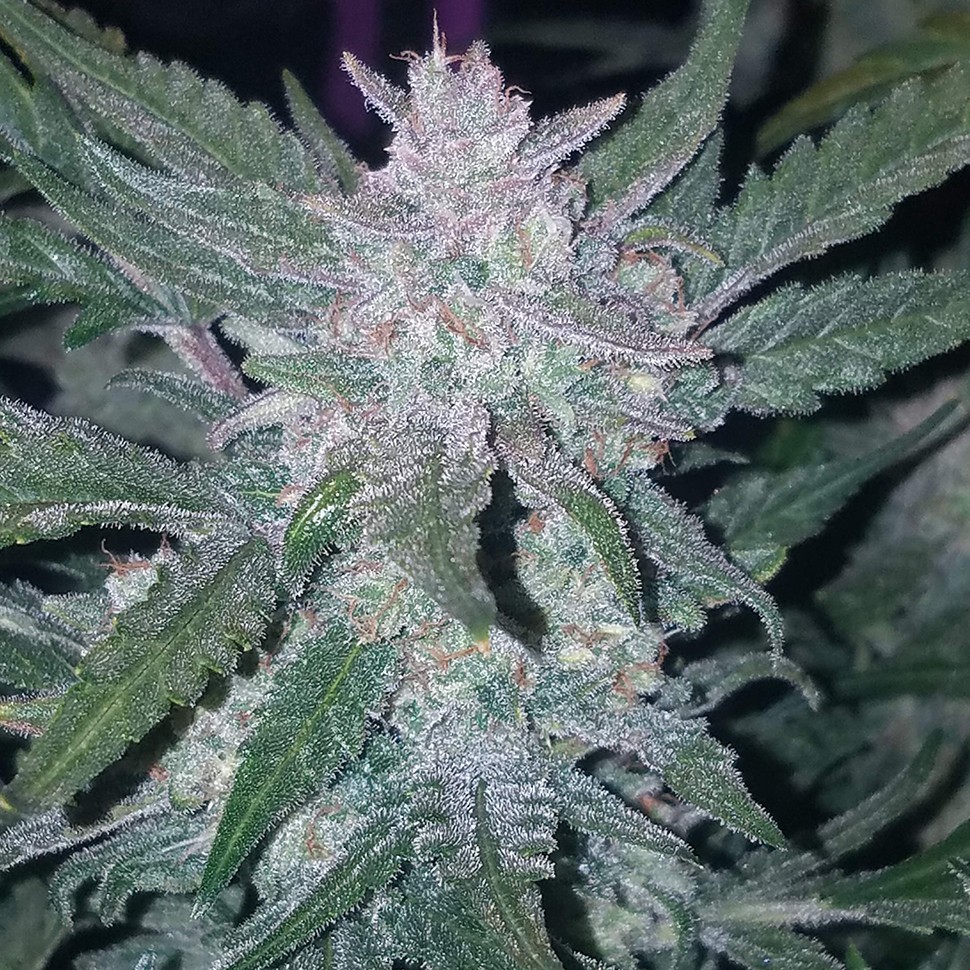 Семена  Auto Mexican Airlines feminised Ganja Seeds