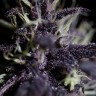 Семена Auto Dark Purple feminised Ganja Seeds