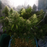 Качественные семена марихуаны Auto Jack 47 feminised Ganja Seeds