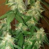 семена марихуаны в Алматы LSD regular Ganja Seeds