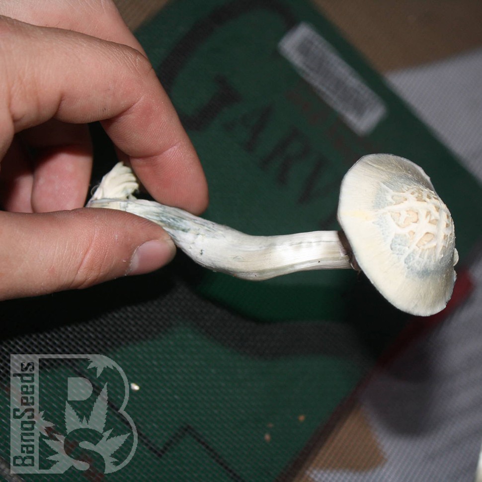 споровые отпечатки псилоцибиновых грибов Albino A+