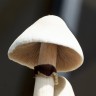 отпечатки псилоцибиновых грибов в Казахстане Albino A+