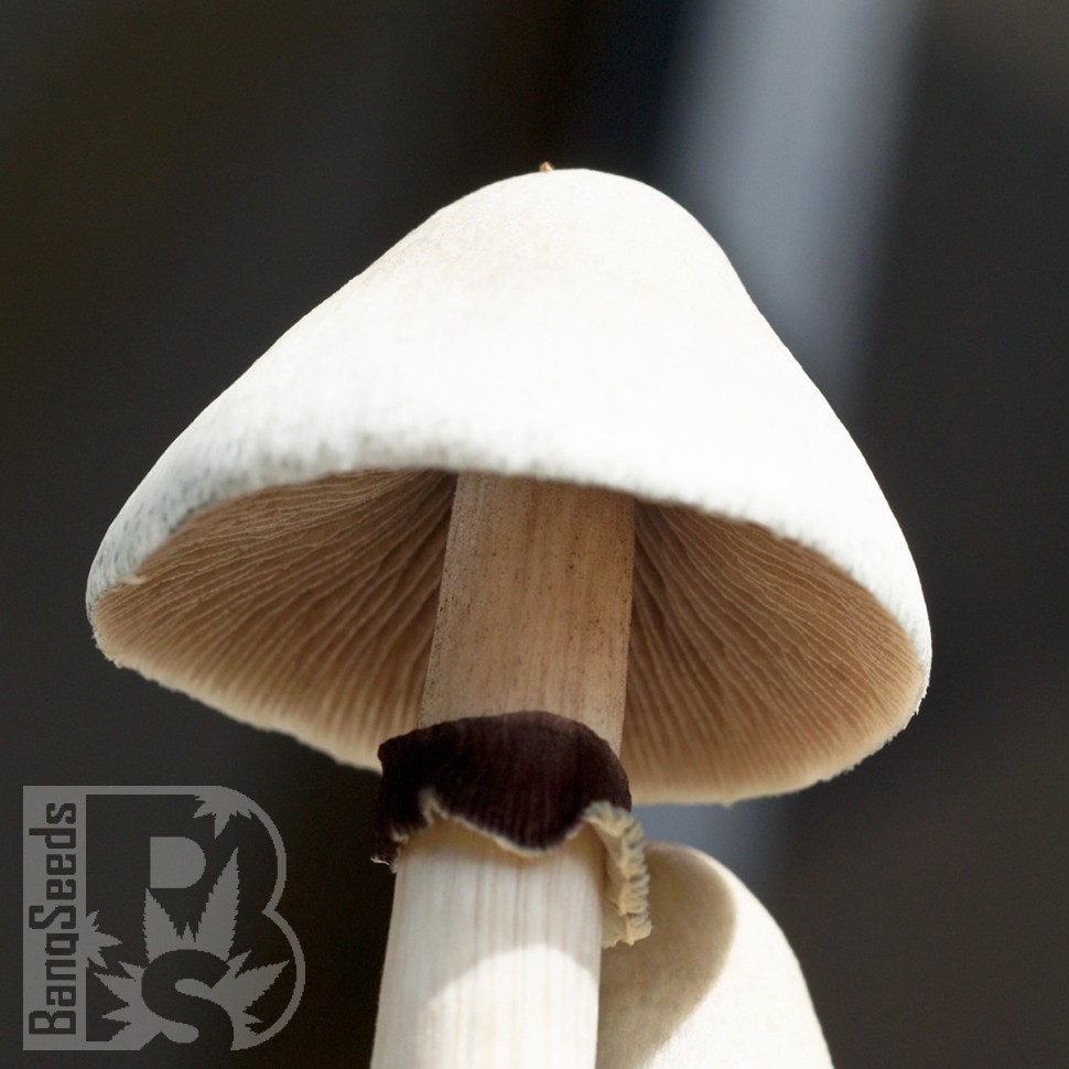 отпечатки псилоцибиновых грибов в Казахстане Albino A+