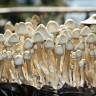 отпечатки псилоцибиновых грибов Нур-Султан Albino A+