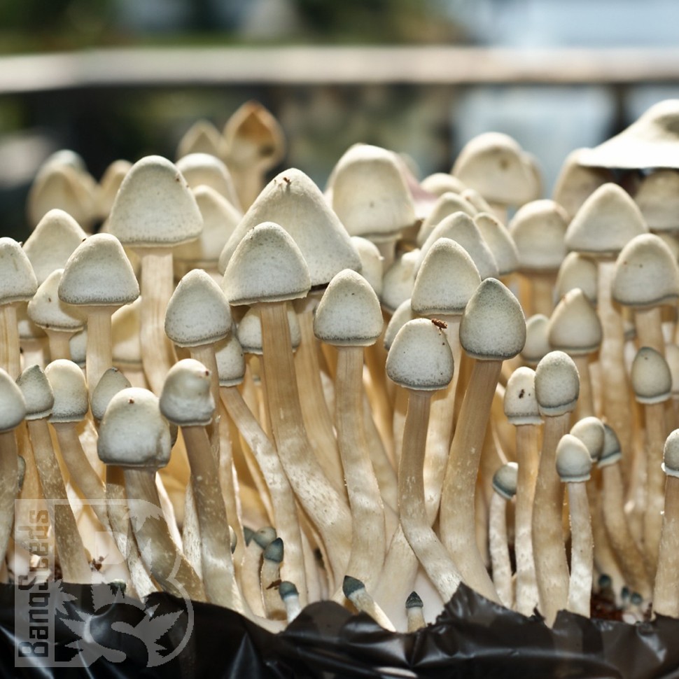 отпечатки псилоцибиновых грибов Нур-Султан Albino A+
