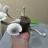 купить отпечатки псилоцибиновых грибов в Казахстане Albino A+