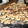 недорого споры псилоцибиновых грибов Amazonian