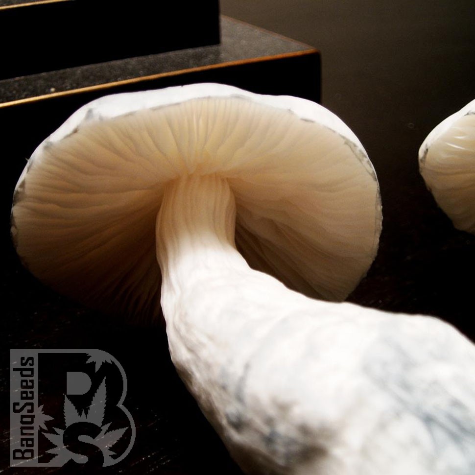 споровые отпечатки псилоцибиновых грибов Amazonian