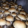 отпечатки псилоцибиновых грибов в Казахстане Amazonian