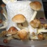 Заказать онлайн отпечатки псилоцибиновых грибов в Казахстане Argentina
