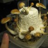 купить недорого споры псилоцибиновых грибов Argentina