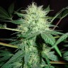 семена конопли марихуаны Auto CBD Northern Lights feminised