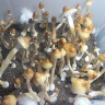недорого споры псилоцибиновых грибов B+