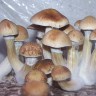 отпечатки псилоцибиновых грибов B+