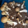 отпечатки псилоцибиновых грибов в Казахстане B+