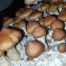 Заказать онлайн отпечатки псилоцибиновых грибов в Казахстане Brasil