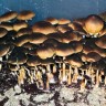 купить отпечатки псилоцибиновых грибов в Казахстане Brasil