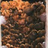 купить отпечатки псилоцибиновых грибов Алма-Ата Brasil