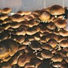 купить недорого споры псилоцибиновых грибов Brasil