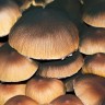 купить отпечатки псилоцибиновых грибов Brasil