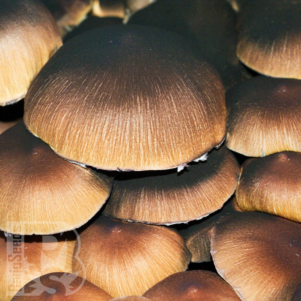 купить отпечатки псилоцибиновых грибов Brasil