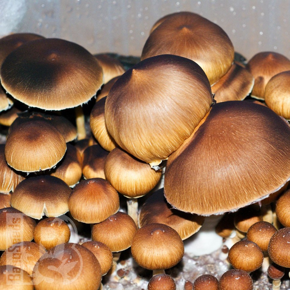 заказать отпечатки псилоцибиновых грибов Brasil