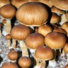 отпечатки псилоцибиновых грибов Brasil