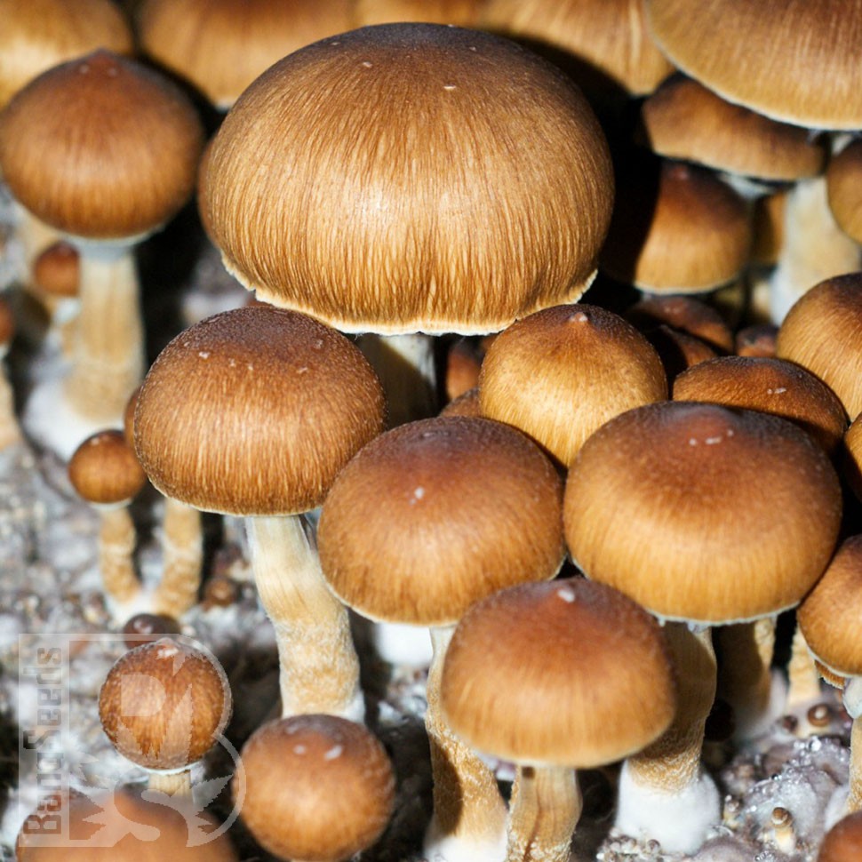 отпечатки псилоцибиновых грибов Brasil