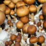 споровые отпечатки псилоцибиновых грибов Brasil