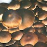 недорого споры псилоцибиновых грибов Brasil