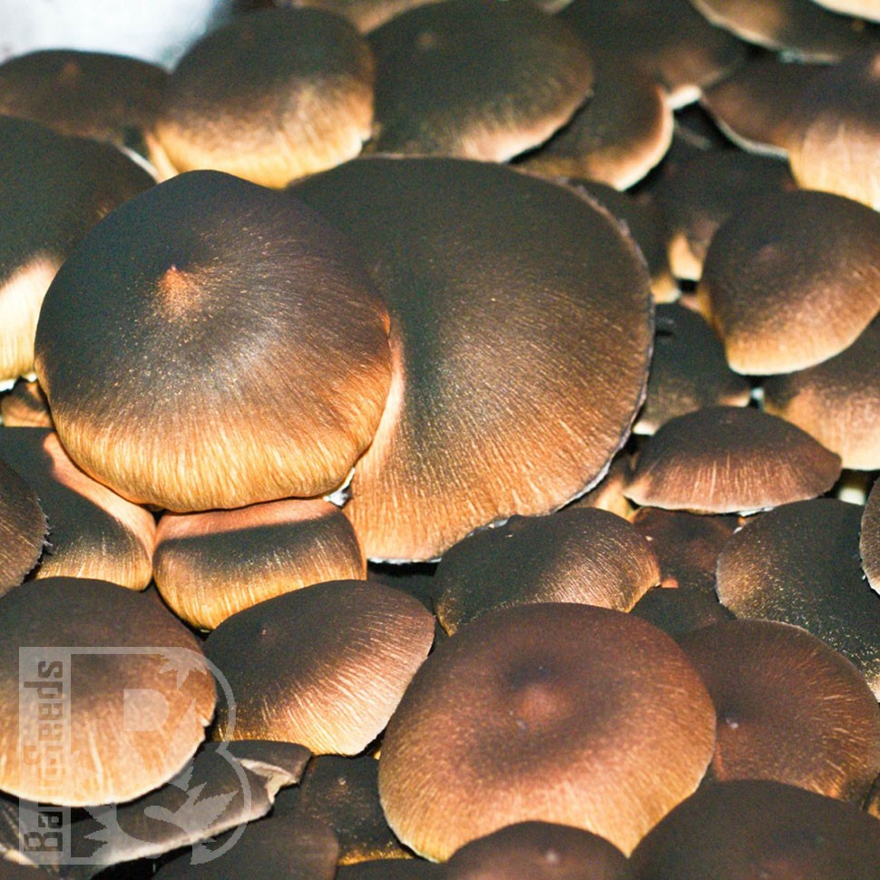 недорого споры псилоцибиновых грибов Brasil