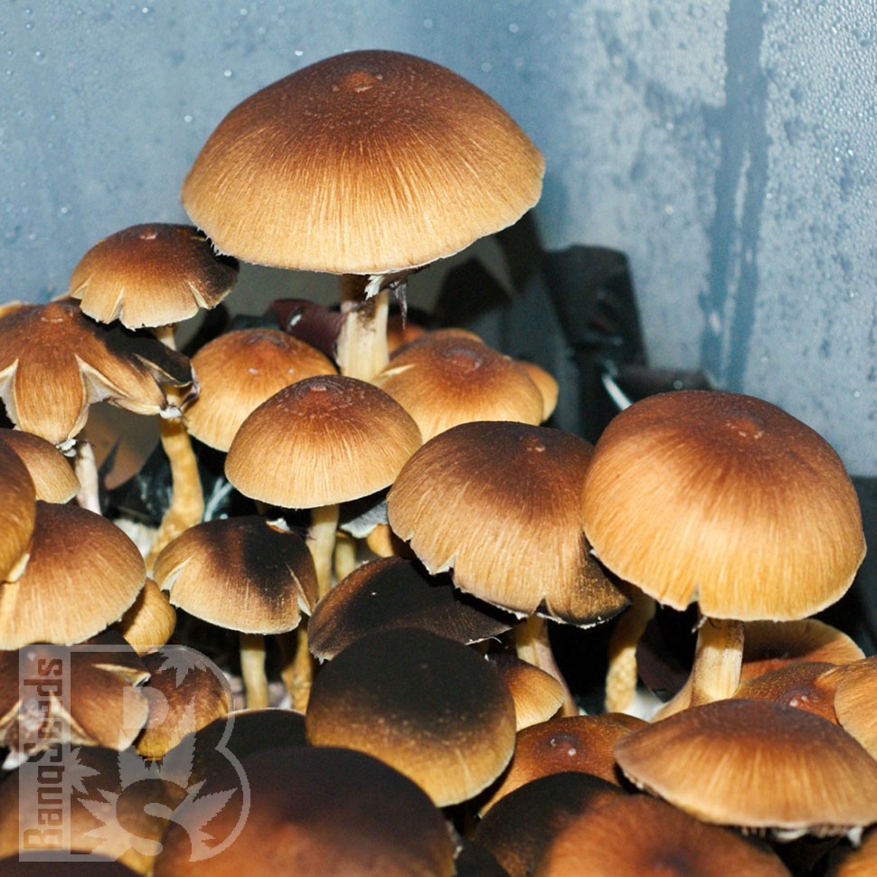 отпечатки псилоцибиновых грибов в Казахстане Brasil