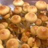 купить отпечатки псилоцибиновых грибов Алма-Ата Burma