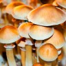 отпечатки псилоцибиновых грибов Нур-Султан Burma