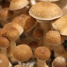 Заказать онлайн отпечатки псилоцибиновых грибов в Казахстане Cambodian