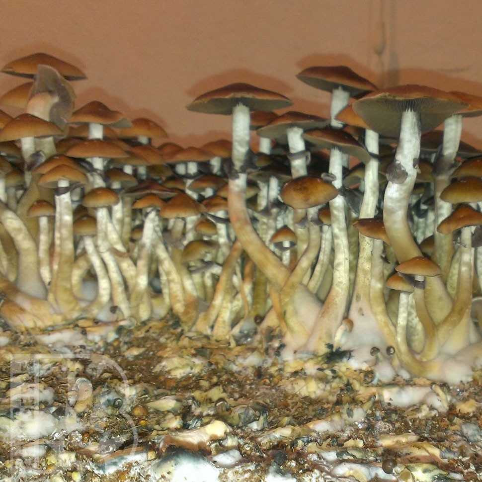 споровые отпечатки псилоцибиновых грибов Cambodian
