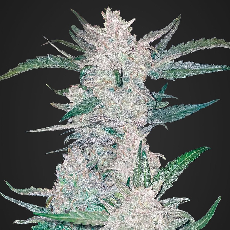 Семена  Auto Mexican Airlines regular Ganja Seeds