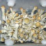 отпечатки псилоцибиновых грибов в Казахстане Ecuador