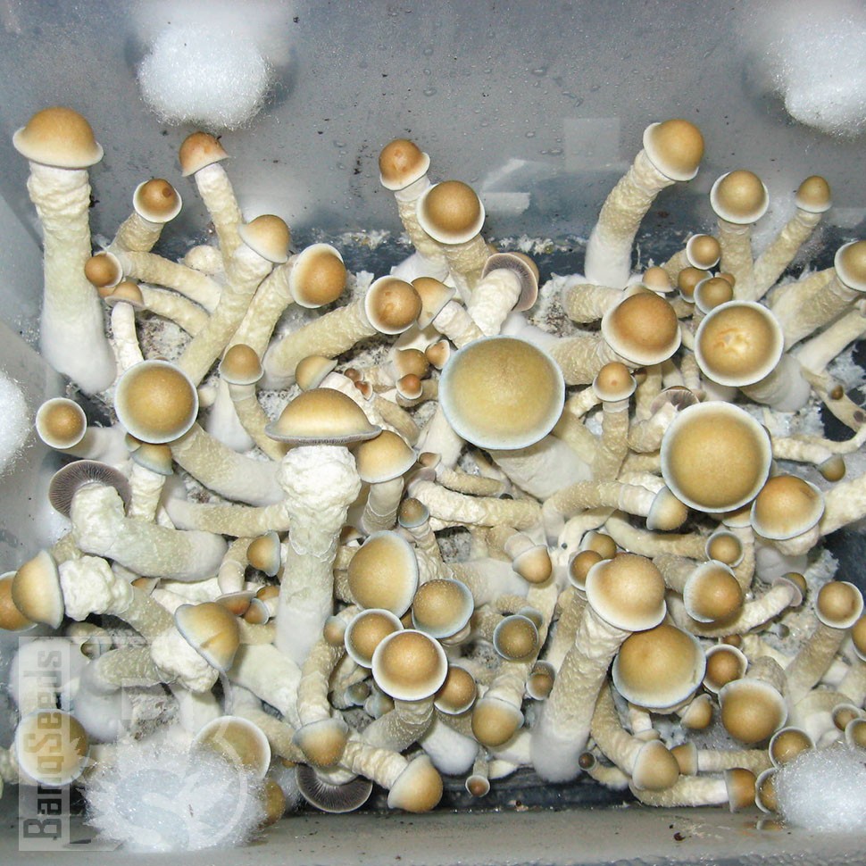 отпечатки псилоцибиновых грибов в Казахстане Ecuador