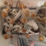 отпечатки псилоцибиновых грибов Нур-Султан Ecuador