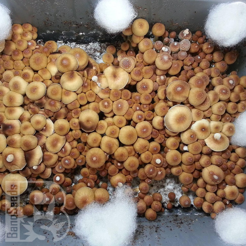 Заказать онлайн отпечатки псилоцибиновых грибов в Казахстане Ecuador
