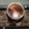 недорого споры псилоцибиновых грибов Ecuador