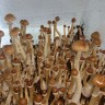 недорого споры псилоцибиновых грибов F+
