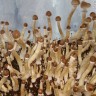 отпечатки псилоцибиновых грибов в Казахстане F+