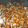 купить отпечатки псилоцибиновых грибов в Казахстане Golden Teacher